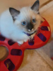 Photo №1. ragdoll - à vendre en ville de Москва | 426€ | Annonce № 113474