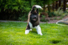 Photos supplémentaires: Chiots Akita américains