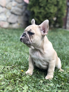 Photo №1. bouledogue - à vendre en ville de Kiev | 735€ | Annonce №6440