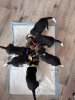 Photo №1. beagle - à vendre en ville de Fullerton | 331€ | Annonce №100214