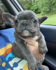 Photo №1. bouledogue - à vendre en ville de Seinäjoki | négocié | Annonce №54803