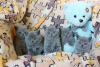 Photo №1. british shorthair - à vendre en ville de Москва | 801€ | Annonce № 38078