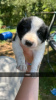 Photo №4. Je vais vendre border collie en ville de Iowa City. annonce privée - prix - 379€