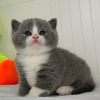 Photo №1. british shorthair - à vendre en ville de New york | 284€ | Annonce № 43791