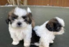 Photo №3. Chiots Shih Tzu à adopter. Allemagne