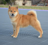 Photo №3. Chiots Shiba Inu. Serbie