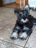 Photo №1. schnauzer miniature - à vendre en ville de Soligorsk | négocié | Annonce №112292