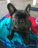 Photo №3. Adorables chiots Bouledogue Français à vendre !. Allemagne