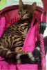 Photo №3. chatons bengal. Turquie