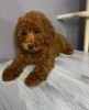 Photo №3. Chiots caniche rouge miniature. Serbie