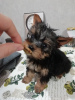 Photos supplémentaires: Chiots Yorkie/Kawaiiork