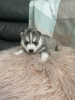 Photo №2 de l'annonce № 108612 de la vente husky de sibérie - acheter à USA annonce privée