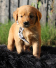 Photo №1. golden retriever - à vendre en ville de Гамбург | 250€ | Annonce №124493