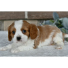 Photo №4. Je vais vendre cavalier king charles spaniel en ville de Даллас. annonce privée - prix - 284€