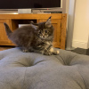 Photo №4. Je vais vendre maine coon en ville de Bergen op Zoom. annonce privée - prix - 300€