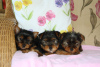 Photo №1. yorkshire terrier - à vendre en ville de Франкфурт-на-Майне | 550€ | Annonce №123054