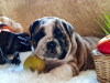 Photo №2 de l'annonce № 11693 de la vente bulldog anglais - acheter à Fédération de Russie éleveur