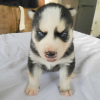 Photo №1. husky de sibérie - à vendre en ville de Дублин | négocié | Annonce №51341