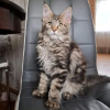 Photo №3. De mignons et adorables chatons Maine coon en bonne santé sont maintenant. Suisse