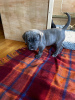 Photo №1. cane corso - à vendre en ville de Амстердам | 600€ | Annonce №87920