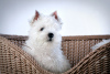 Photo №1. west highland white terrier - à vendre en ville de Москва | 739€ | Annonce №41876