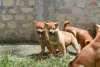 Photos supplémentaires: Chiots Shiba Inu