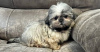 Photo №1. shih tzu - à vendre en ville de Berlin | 350€ | Annonce №116830