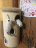 Photo №1. ragdoll - à vendre en ville de Ohio City | 288€ | Annonce № 31245