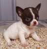 Photos supplémentaires: Garçon de chocolat Chihuahua