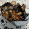 Photo №1. yorkshire terrier - à vendre en ville de Rotterdam-Albrandswaard | 480€ | Annonce №116180