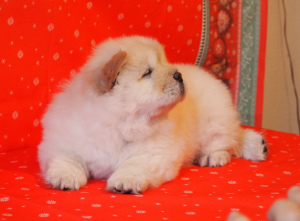 Photos supplémentaires: Chiots chow chow