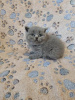 Photo №1. british shorthair - à vendre en ville de Hannover | 350€ | Annonce № 108596