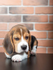 Photo №2 de l'annonce № 103660 de la vente beagle - acheter à Allemagne annonce privée