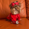 Photo №1. yorkshire terrier - à vendre en ville de Rochester | 473€ | Annonce №99297