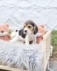 Photo №4. Je vais vendre beagle en ville de Nuremberg. annonce privée, de la fourrière, de l'abri - prix - Gratuit