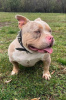 Photo №3. American Bully Pocket Trois Couleurs Merle. Serbie