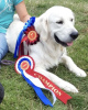 Photo №4. Je vais vendre golden retriever en ville de Sint-Niklaas. annonce privée, éleveur - prix - 400€