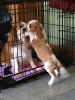 Photo №3. Adorables chiots Cavalier King Charles en adoption gratuite. Allemagne