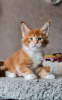 Photo №4. Je vais vendre maine coon en ville de Uxbridge. annonce privée - prix - 400€