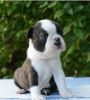 Photo №3. Beaux chiots Boston Terrier. Serbie