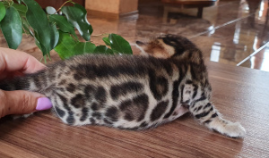 Photo №2 de l'annonce № 3568 de la vente bengal - acheter à Ukraine de la fourrière, éleveur