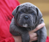 Photos supplémentaires: Chiots CANE CORSO