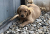 Photo №1. golden retriever - à vendre en ville de Berlin | Gratuit | Annonce №126939