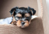 Photo №1. yorkshire terrier - à vendre en ville de Berlin | négocié | Annonce №97603