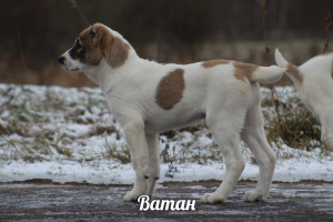 Photos supplémentaires: Chiots de haute race du berger d'Asie centrale