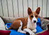 Photo №1. basenji - à vendre en ville de Berlin | négocié | Annonce №109157