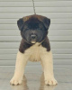 Photo №3. Akita américain, chiots. Serbie