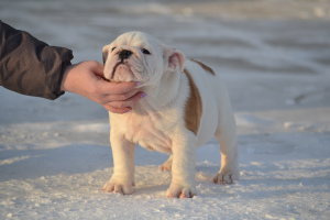 Photo №2 de l'annonce № 3845 de la vente bulldog anglais - acheter à Fédération de Russie éleveur