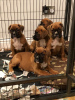 Photo №3. Superbe portée de 5 chiots boxer. Allemagne