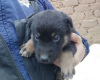 Photo №1. chien bâtard - à vendre en ville de Minsk | Gratuit | Annonce №21940